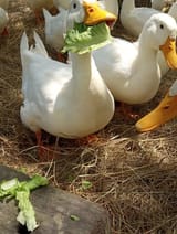 anka gött med sallad