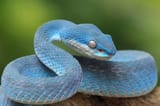 serpent-vipere-bleu-branche-serpent-vipere-bleu-insularis_488145-445