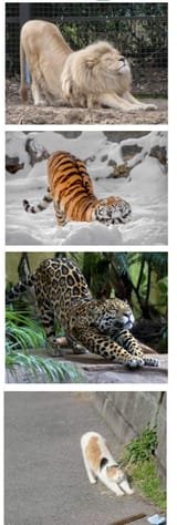 Stretching Cats