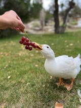 anka tuggar bär