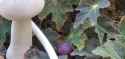 plums2_thumb.jpg