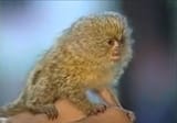tiny_monkey