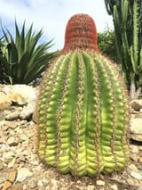 melocactus-intortus