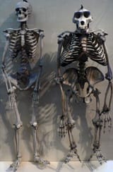 Primates
