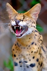 Serval laugh