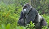 Monke
