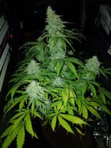 IMG_20250209_162054