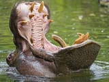 hippo mouth