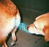 sniff