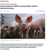 schweinepest