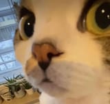 Kitto