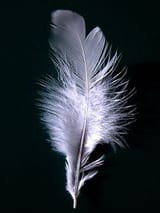 250px-A_single_white_feather_closeup