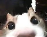 1723875684436142