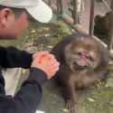 monke fruit feeding_thumb.jpg