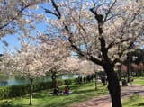 hanami roma