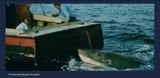 jaws 50th anniversary
