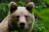 medved-hnedy-brown-bear-ursus-arctos-70