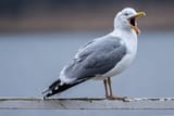 aaaaaaaaaaaa