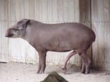 tapir cock