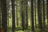 standard_Blåbærgranskog_-_Foto_Lars_Sandved_Dalen_-_NIBIO