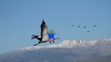 flying frog hermon