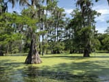 bayou-1200x900