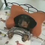 Doggo sleep