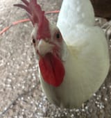 IMG_0566