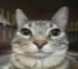 kot