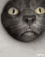cat-cats-553841218
