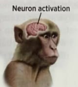 neurons activated