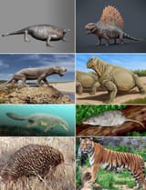 Synapsid_diversity_3