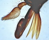 Tabanus-horsefly-mouthparts-2