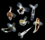 Crustaceans and pteropods