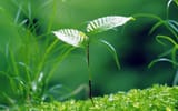 birth-green-plants-background-wallpaper-nature-192372
