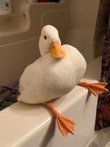 wckvacka