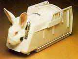 nalgenebunny