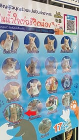 catpick