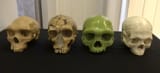Kabwe, La Ferrassie, Harbin and anatomically modern human skull replicas
