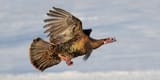 wild-turkey-shutterstock_1358163995