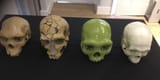 Kabwe, La Ferrassie, Harbin and anatomically modern human skull replicas (top view)