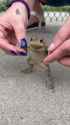 dancin frog_thumb.jpg