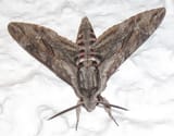 Giant_grey_moth