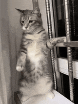 cat-cute-cat