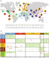 MtDNA_haplogroup_distribution_among_2,054_individuals_across_26_populations_from_the_1000_Genomes_Project