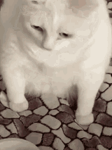 proxy-image