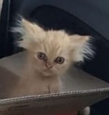 kissa123
