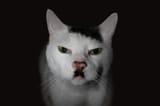 kitler