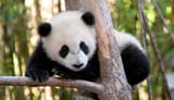 ¡Panda_en_peligro_de_extinción!-1