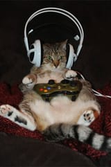 Cat gaming